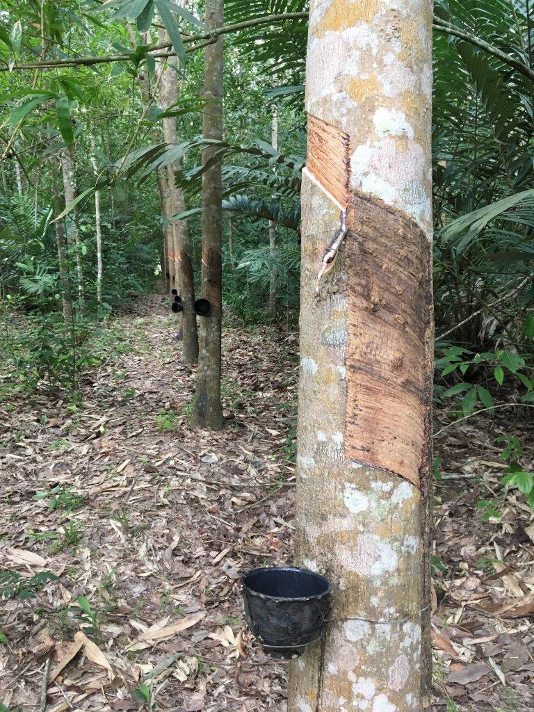Why is sustainability required in the rubber industry?