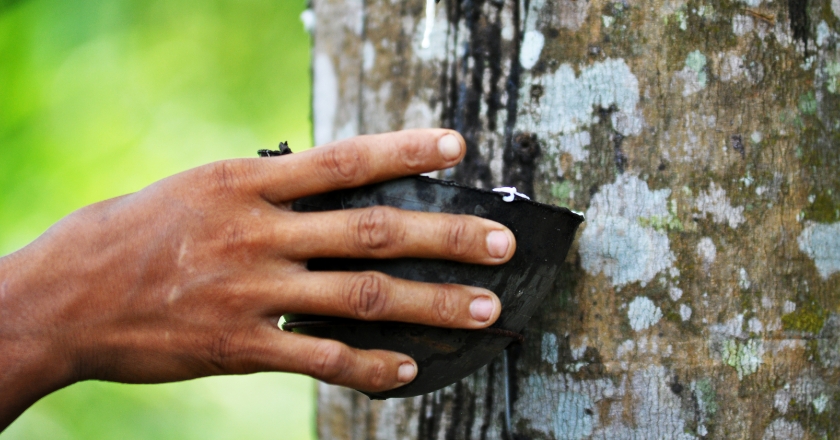 Die BMW Group, Pirelli und Birdlife International starten gemeinsames Projekt zum Schutz des natürlichen Ökosystems in Indonesien 