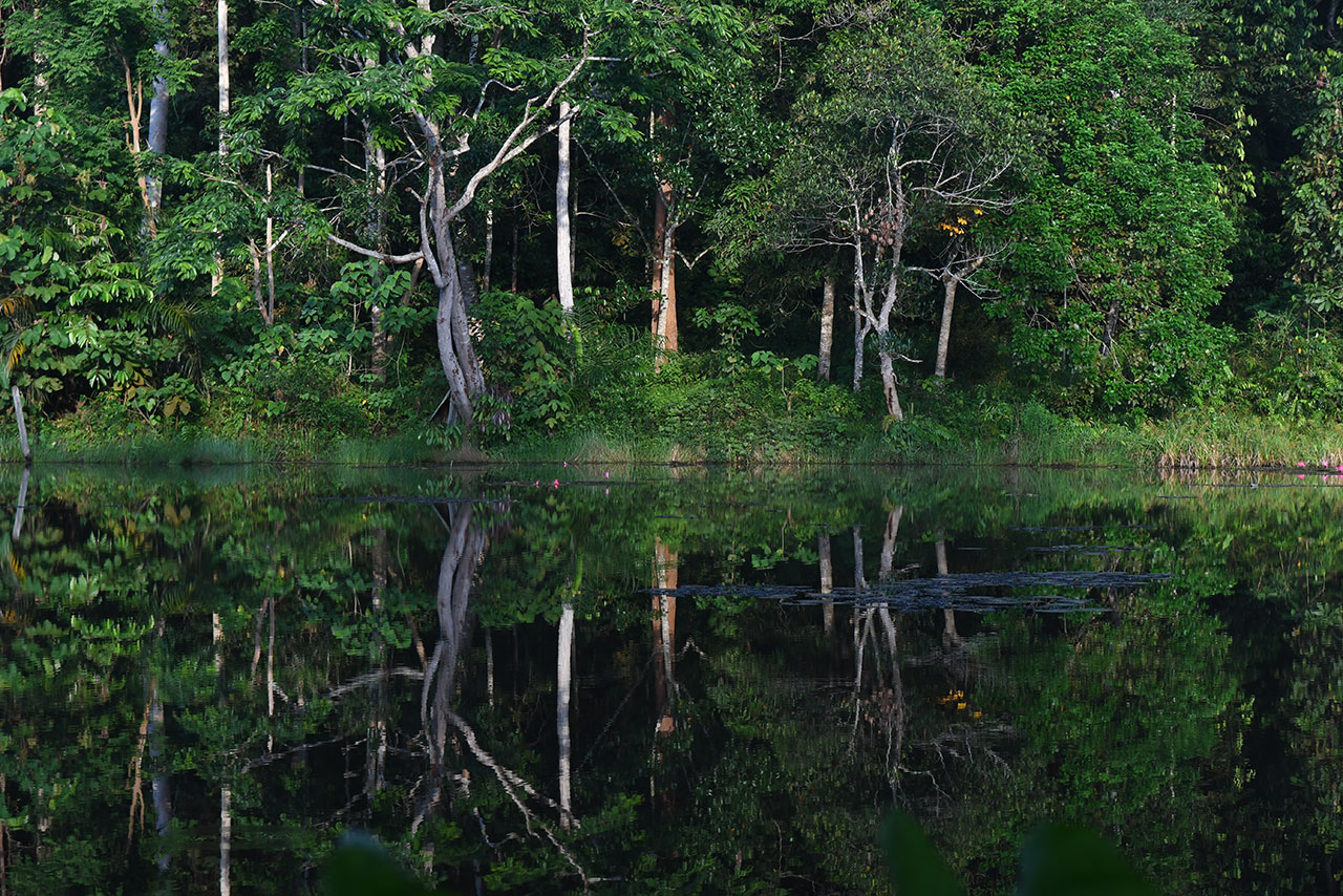 Ökosystem des indonesischen Waldes von Hutan Harapan 
