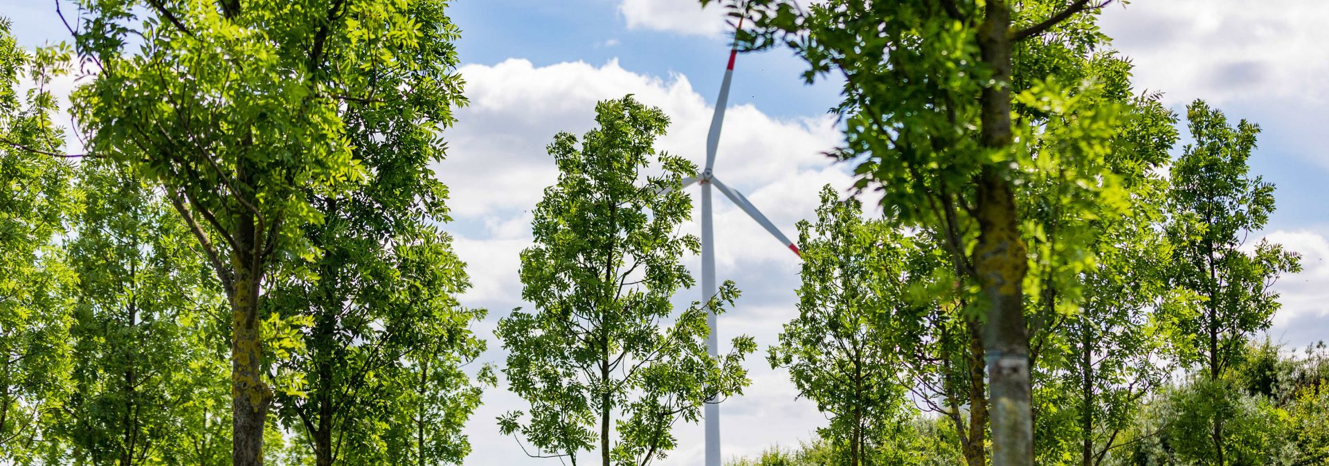 A meadow with trees, a wind turbine in the background