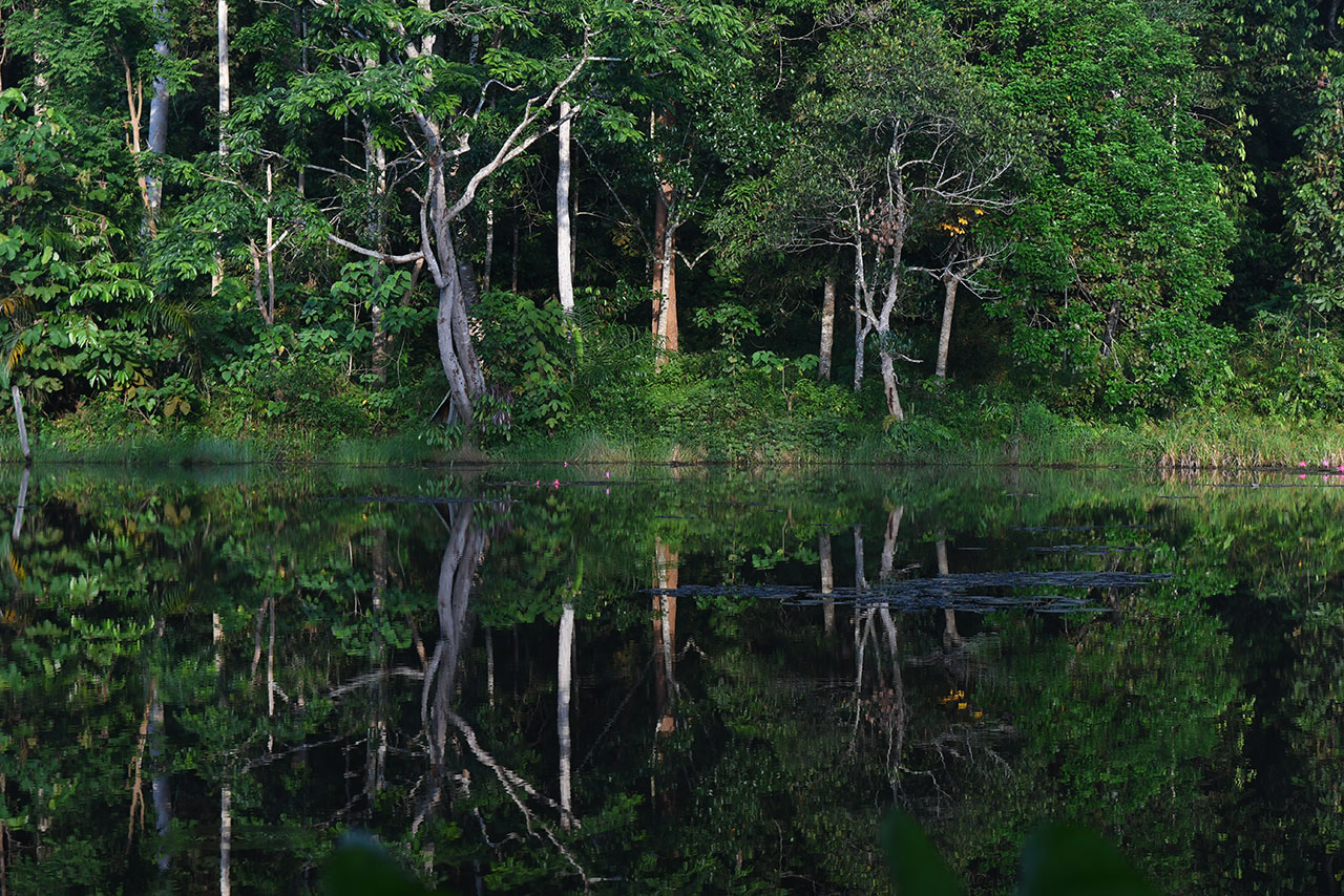 Ökosystem des indonesischen Waldes von Hutan Harapan
