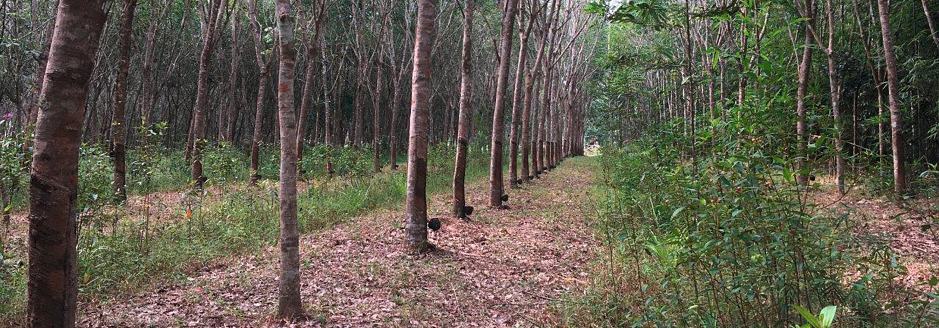 Plantation