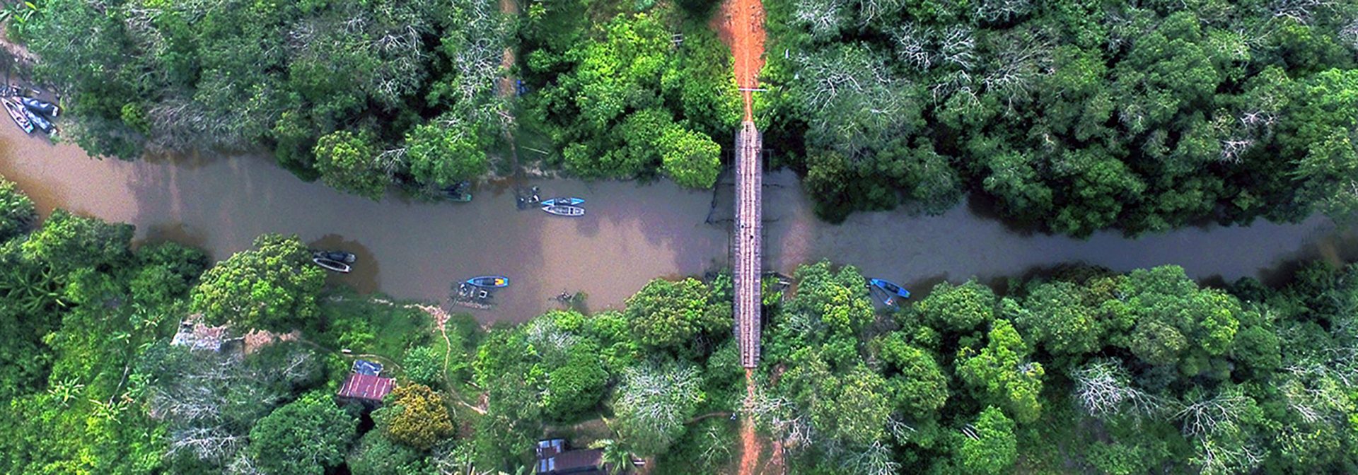 Indonesian rainforest