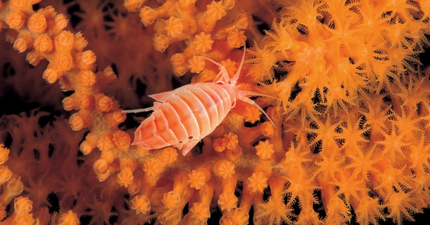 BMW Group commits to protecting the deep sea